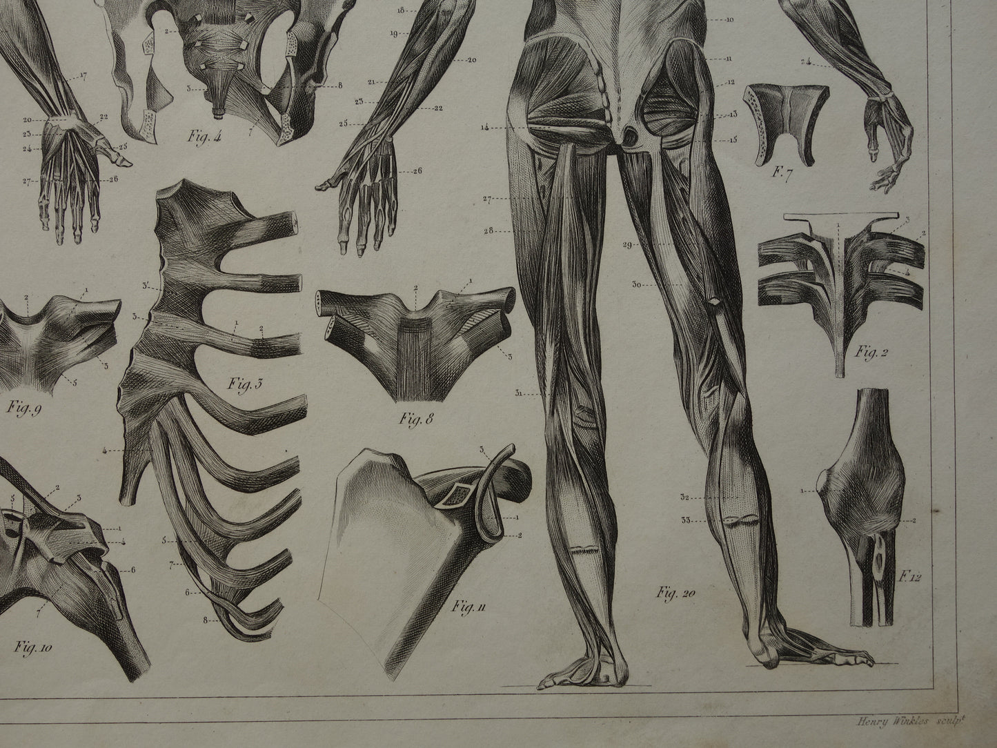antieke anatomie prenten prints