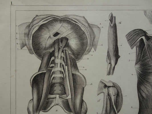 Spieren van hoofd en nek oude anatomie prent Originele antieke anatomische illustratie schouderspieren hals
