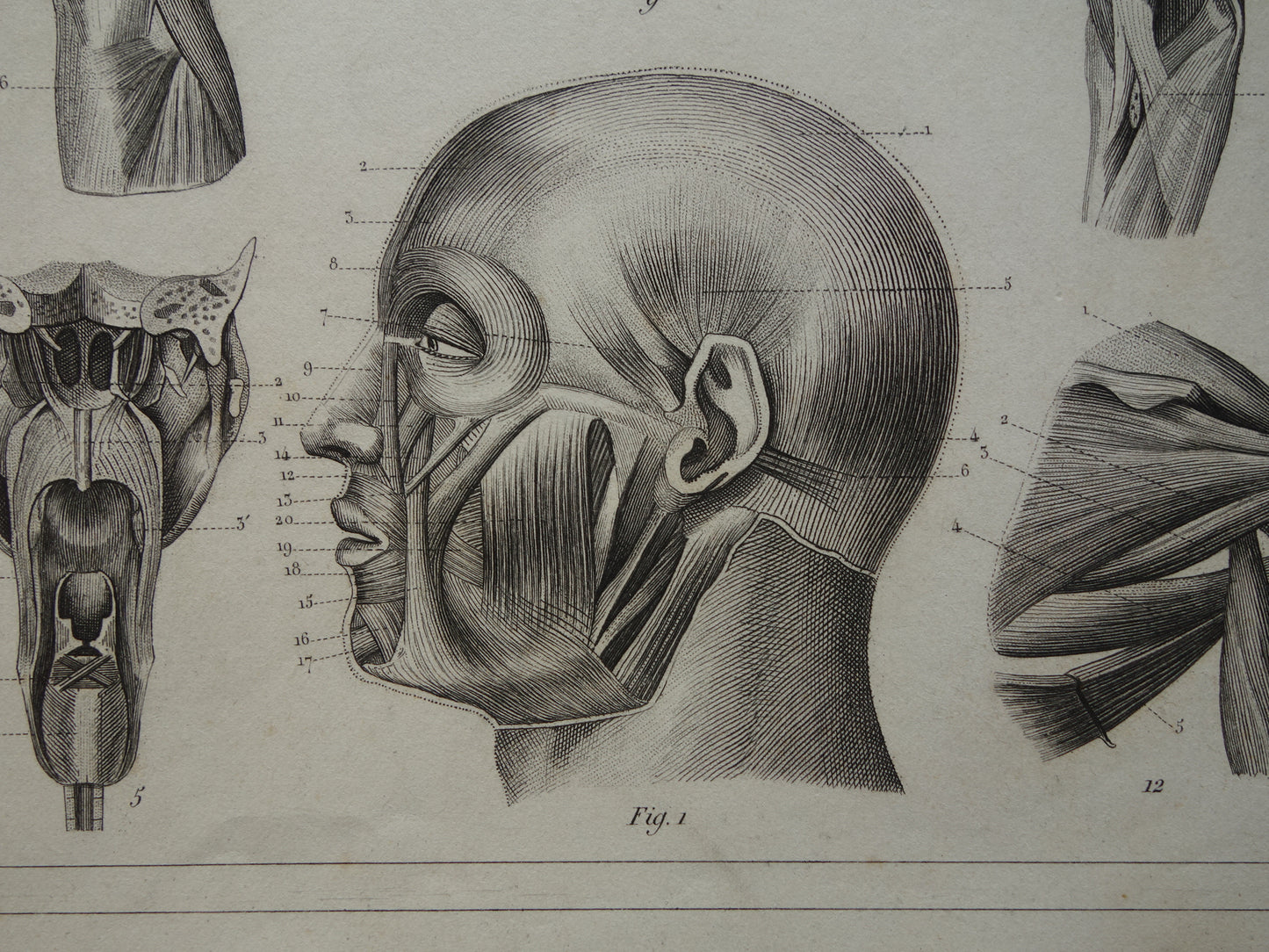 Spieren van hoofd en nek oude anatomie prent Originele antieke anatomische illustratie schouderspieren hals