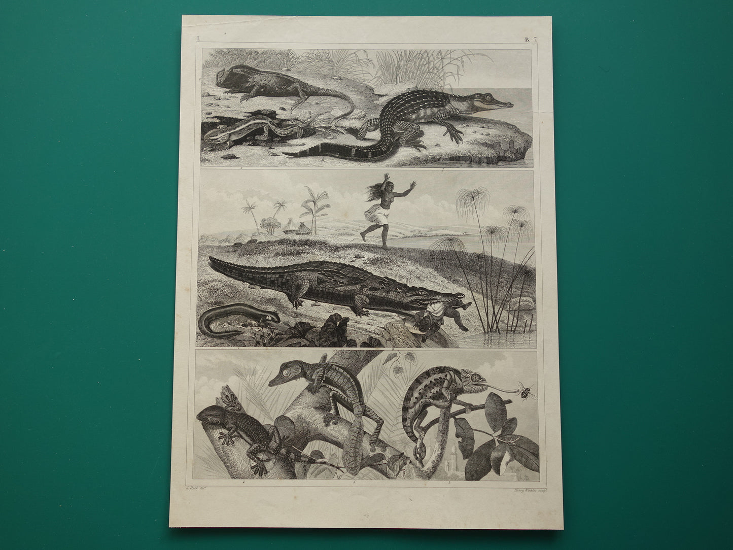 Vintage Print of Crocodile Original 170+ year old illustration Crocodiles Cayman antique prints