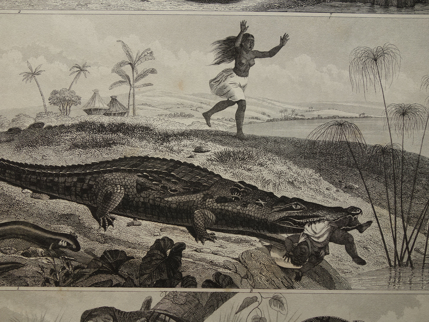Vintage Print of Crocodile Original 170+ year old illustration Crocodiles Cayman antique prints