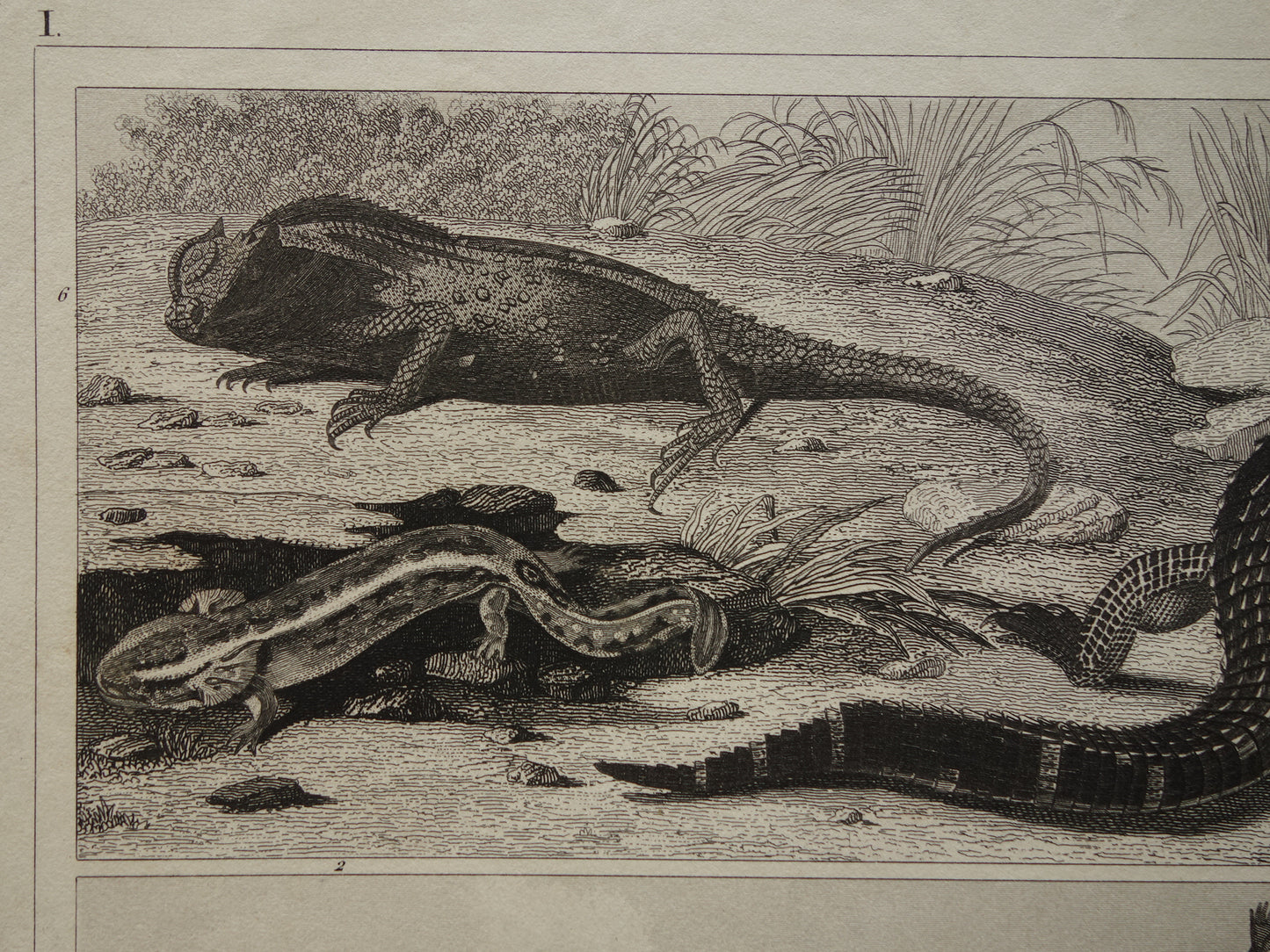 Vintage Print of Crocodile Original 170+ year old illustration Crocodiles Cayman antique prints