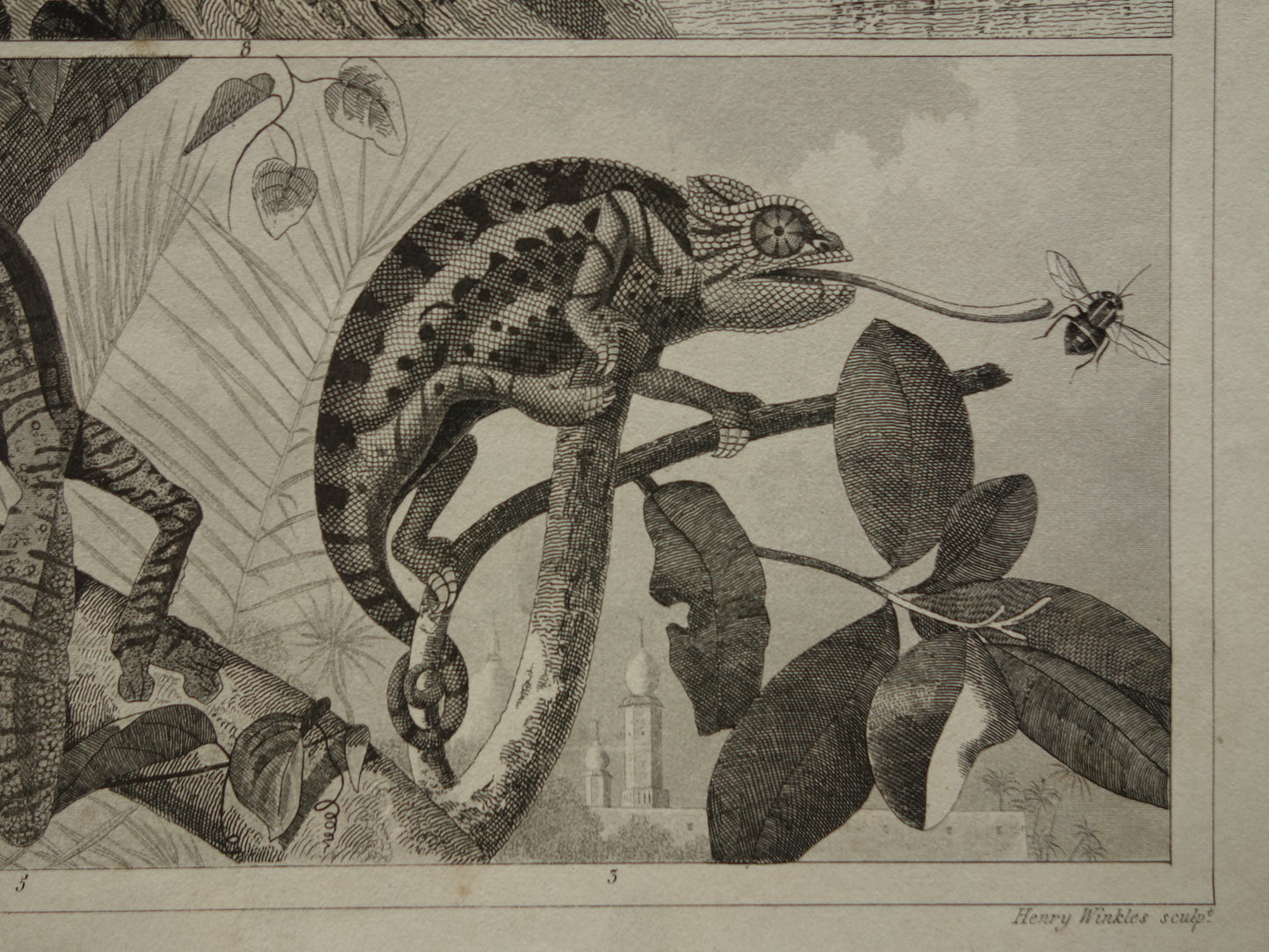 Vintage Print of Crocodile Original 170+ year old illustration Crocodiles Cayman antique prints