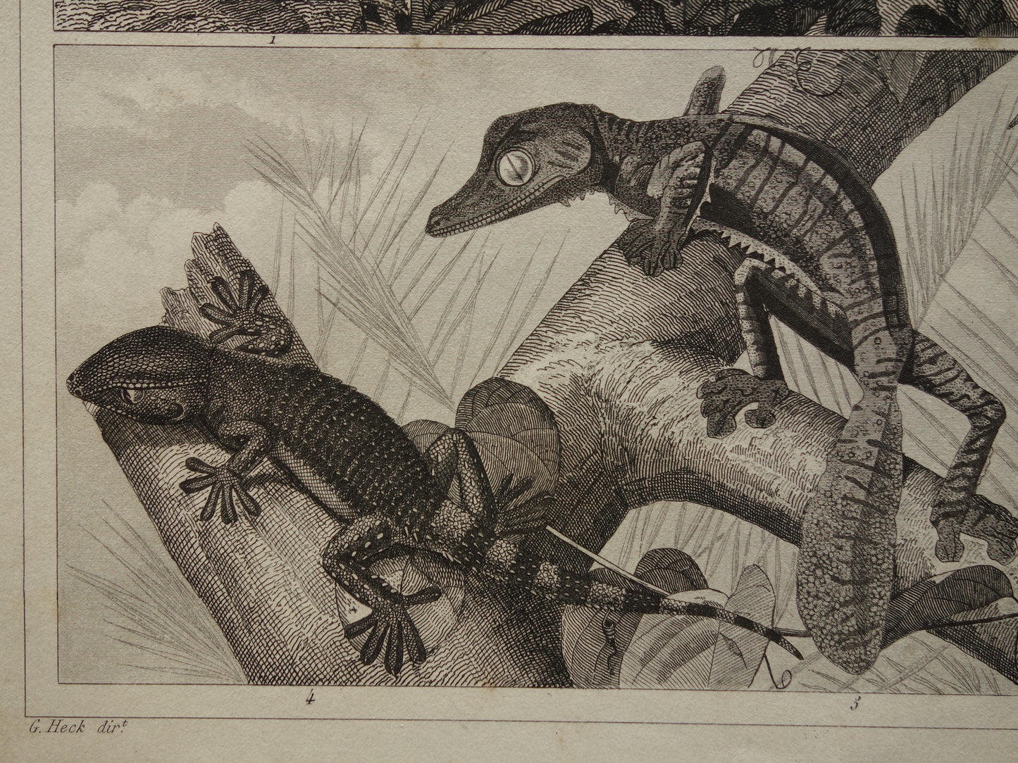 Vintage Print of Crocodile Original 170+ year old illustration Crocodiles Cayman antique prints