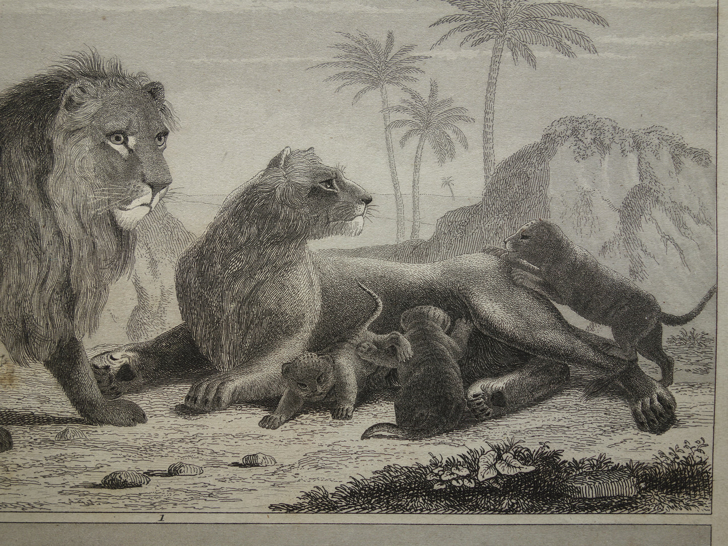 Antique Print of Lions Felines Original 170+ year old illustration Lion Tiger Jaguar Leopard Panther vintage print