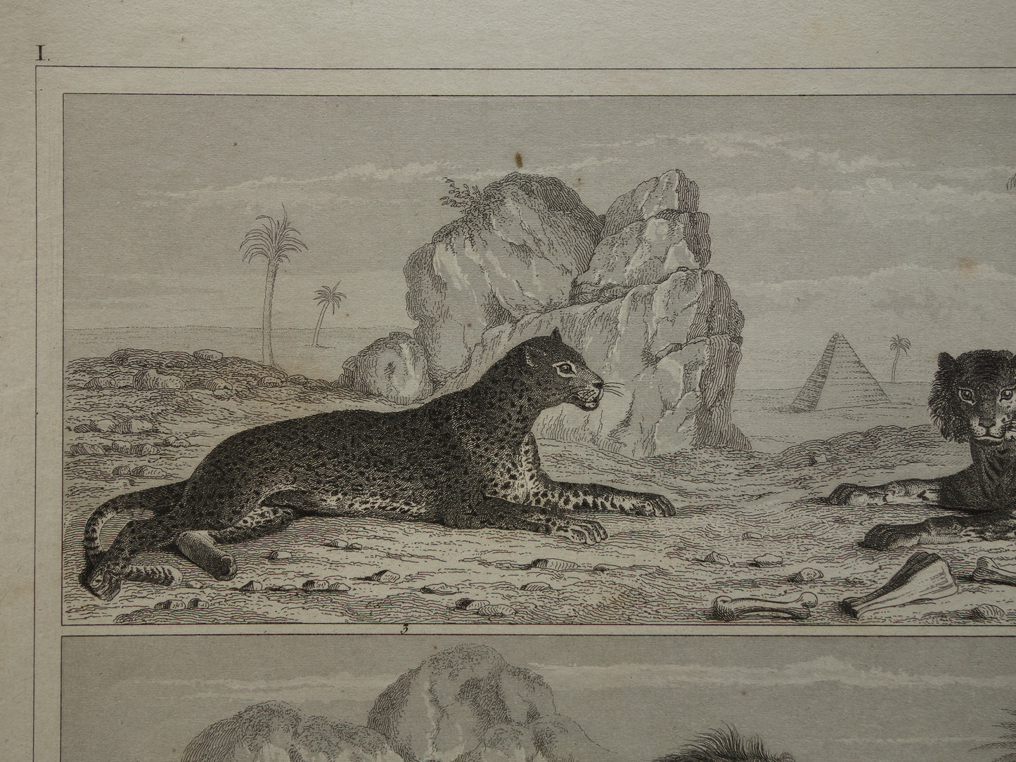 Antique Print of Lions Felines Original 170+ year old illustration Lion Tiger Jaguar Leopard Panther vintage print