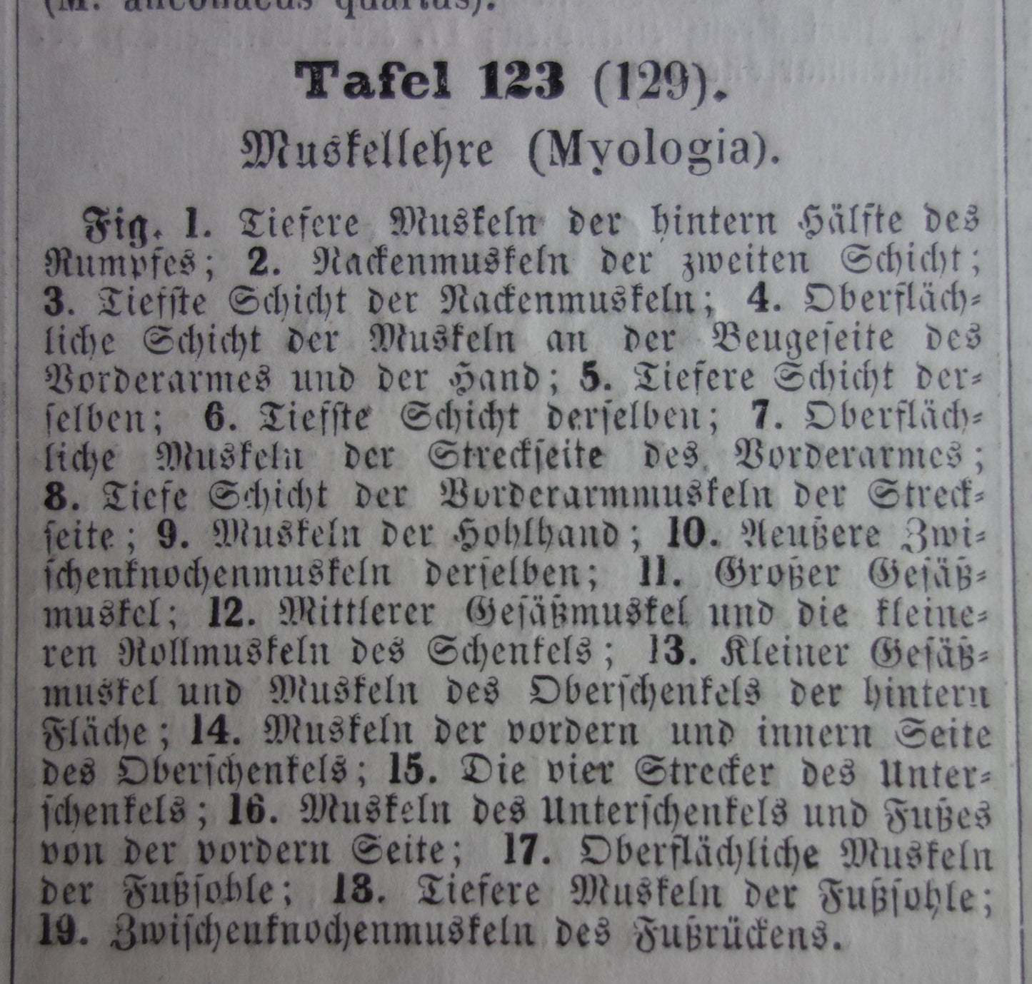 anatomie prenten myologie leer der spieren