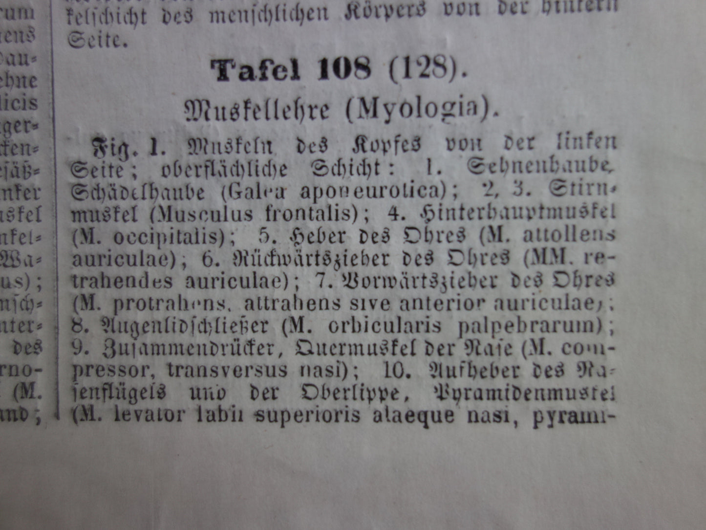 Spieren van hoofd en nek oude anatomie prent Originele antieke anatomische illustratie schouderspieren hals