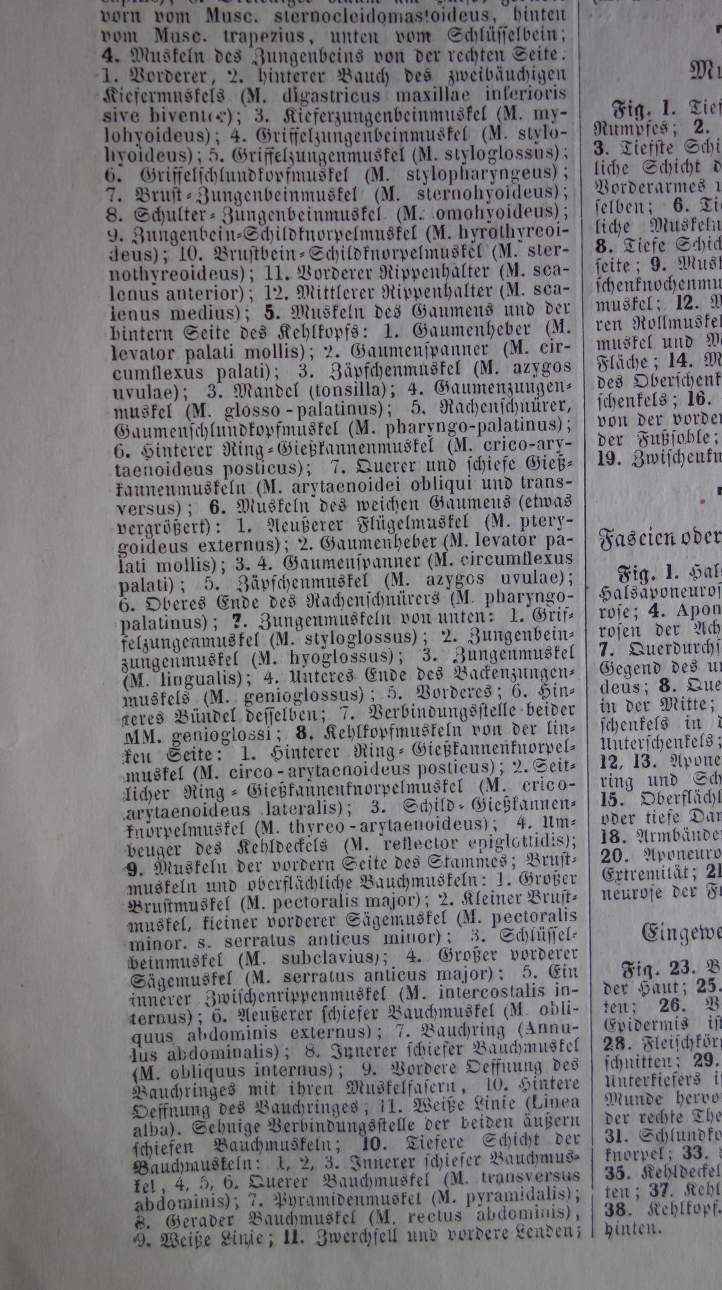 Spieren van hoofd en nek oude anatomie prent Originele antieke anatomische illustratie schouderspieren hals