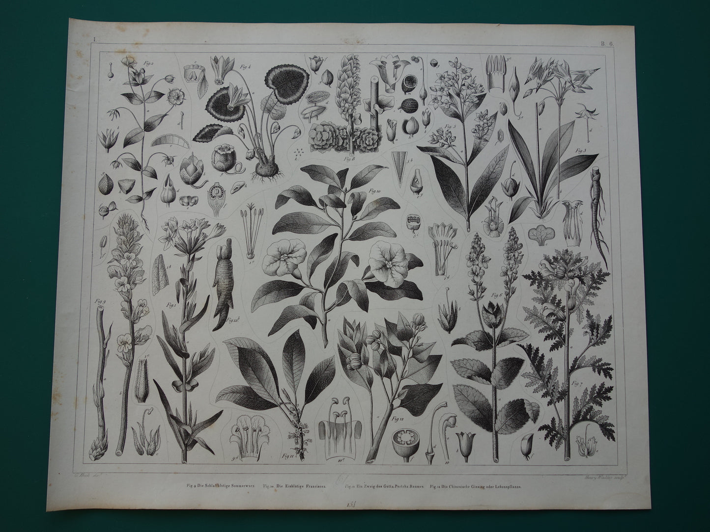 170+ jaar oude botanische prent van Alpenviooltje Originele antieke plant illustratie Ginseng Loodkruid