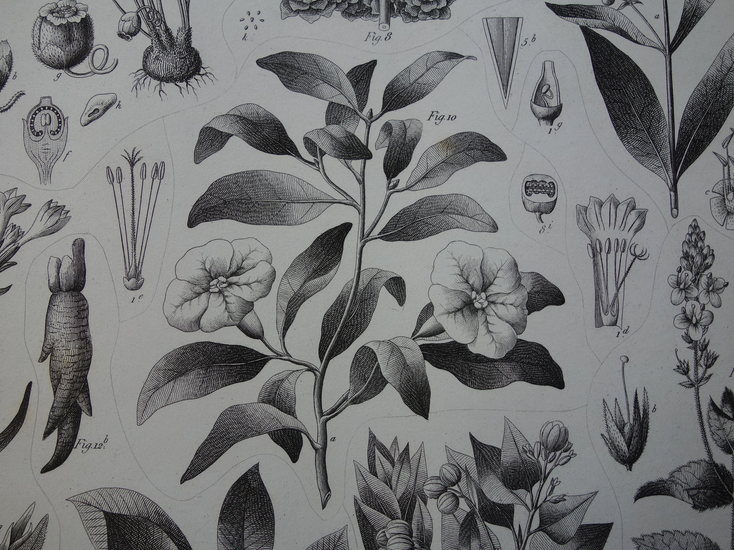 170+ jaar oude botanische prent van Alpenviooltje Originele antieke plant illustratie Ginseng Loodkruid