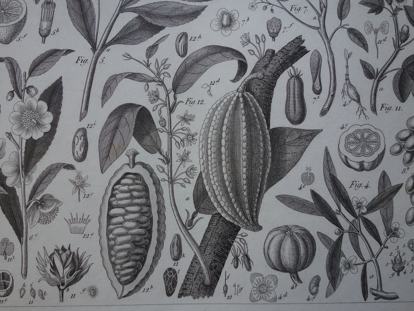 Antieke Botanische Prent van Thee Druif Citroen Originele oude illustratie Theeplant Wijnstok Druiven Cacao Cacaoboom vintage print van