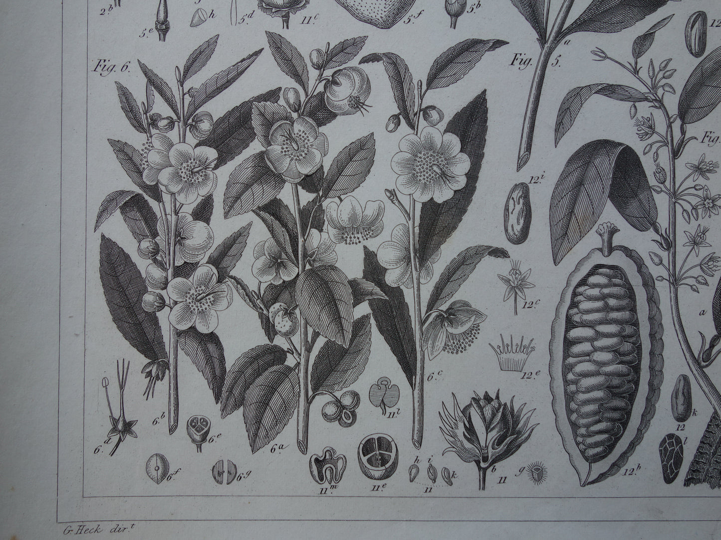Antieke Botanische Prent van Thee Druif Citroen Originele oude illustratie Theeplant Wijnstok Druiven Cacao Cacaoboom vintage print van