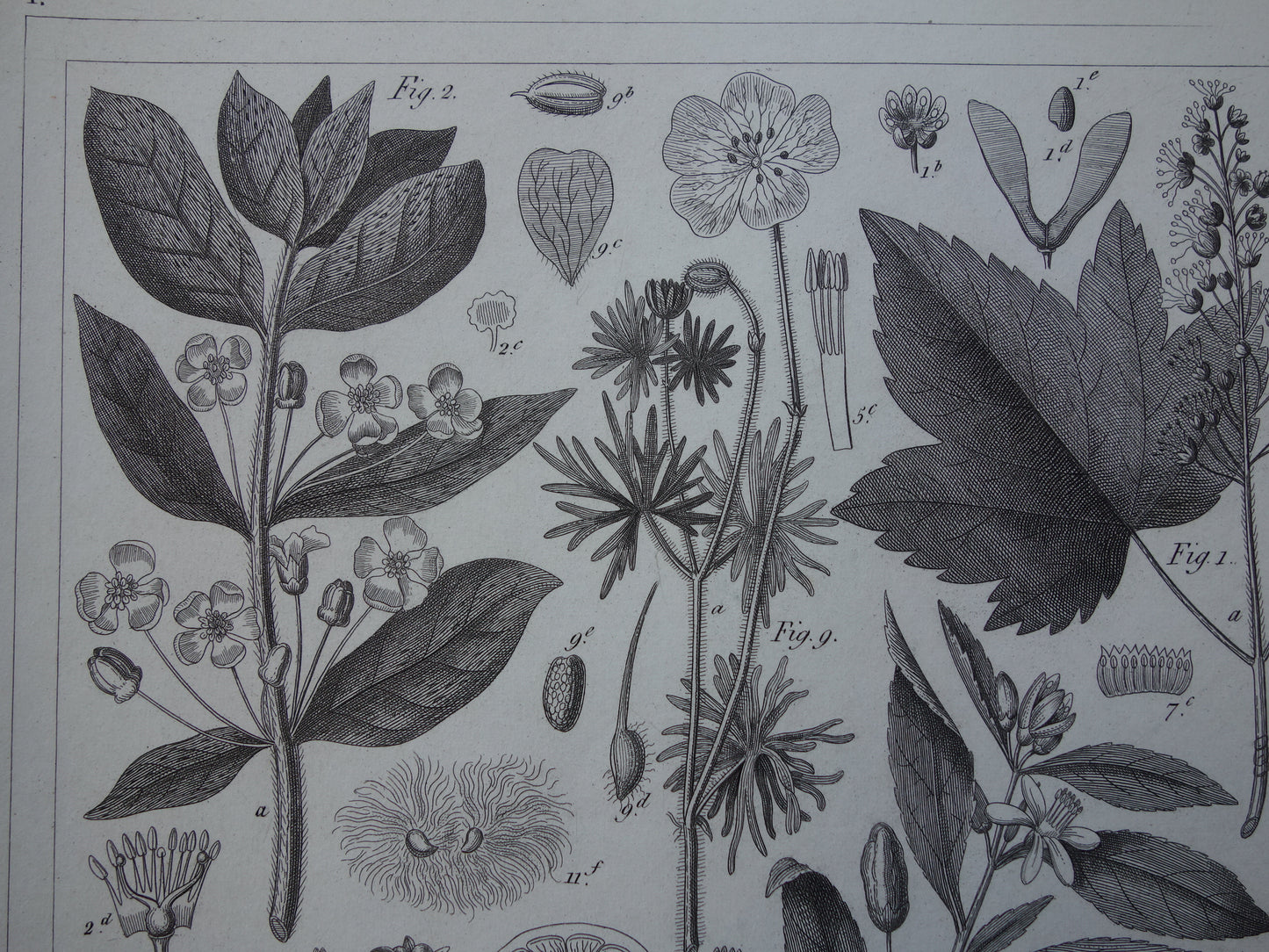 Antieke Botanische Prent van Thee Druif Citroen Originele oude illustratie Theeplant Wijnstok Druiven Cacao Cacaoboom vintage print van