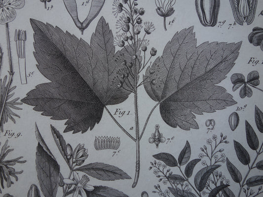 oude botanische prenten kopen