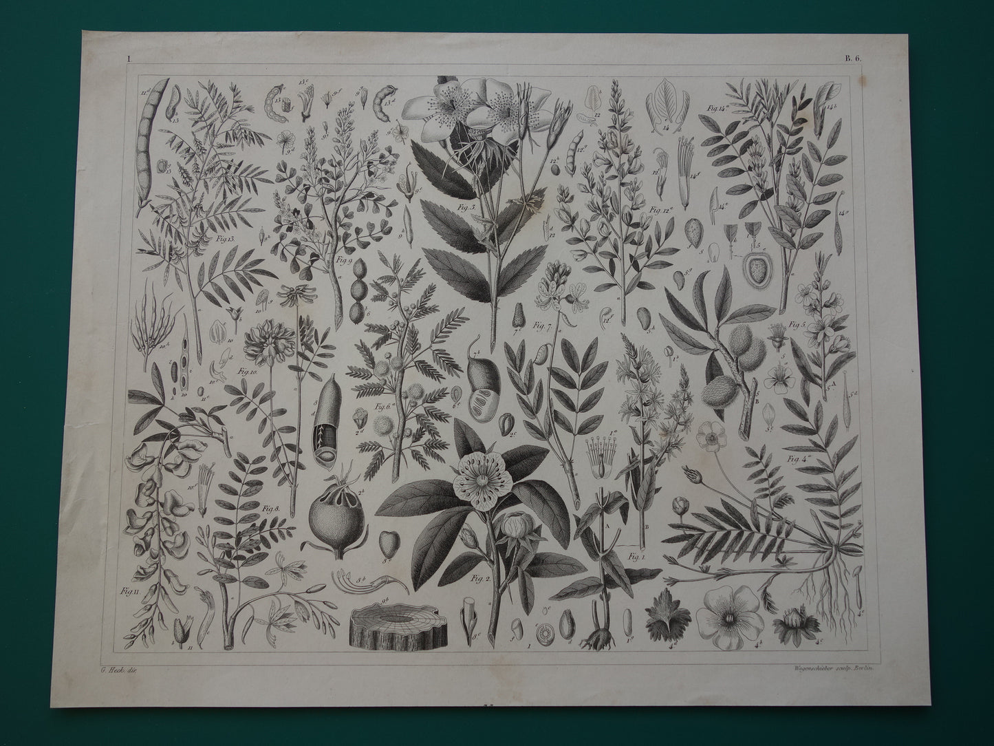vintage prints grote kattenstaart mispel bloemen planten