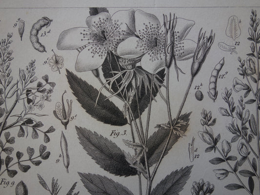 Muskusroos klassieke botanische prenten kopen