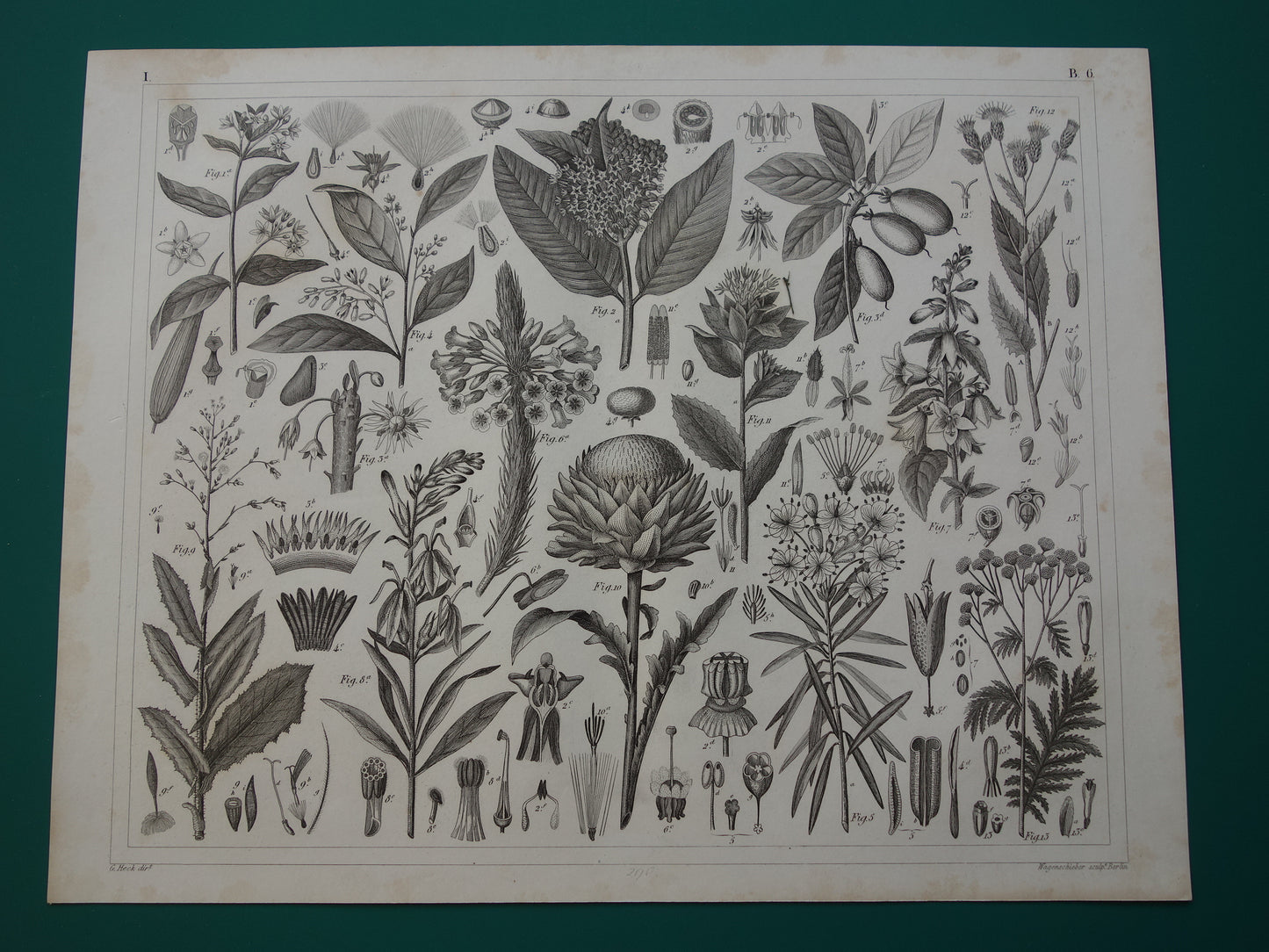 170+ jaar oude botanische print van Artisjok Originele antieke plant illustratie Zijdeplant Boerenwormkruid