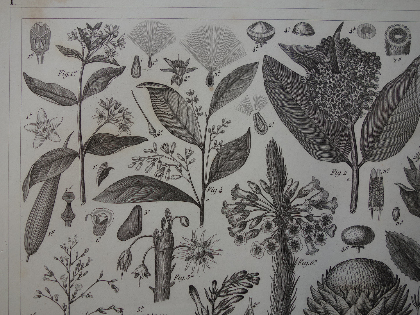 170+ jaar oude botanische print van Artisjok Originele antieke plant illustratie Zijdeplant Boerenwormkruid