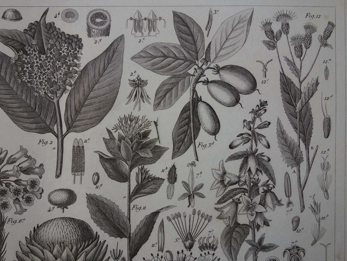 170+ jaar oude botanische print van Artisjok Originele antieke plant illustratie Zijdeplant Boerenwormkruid