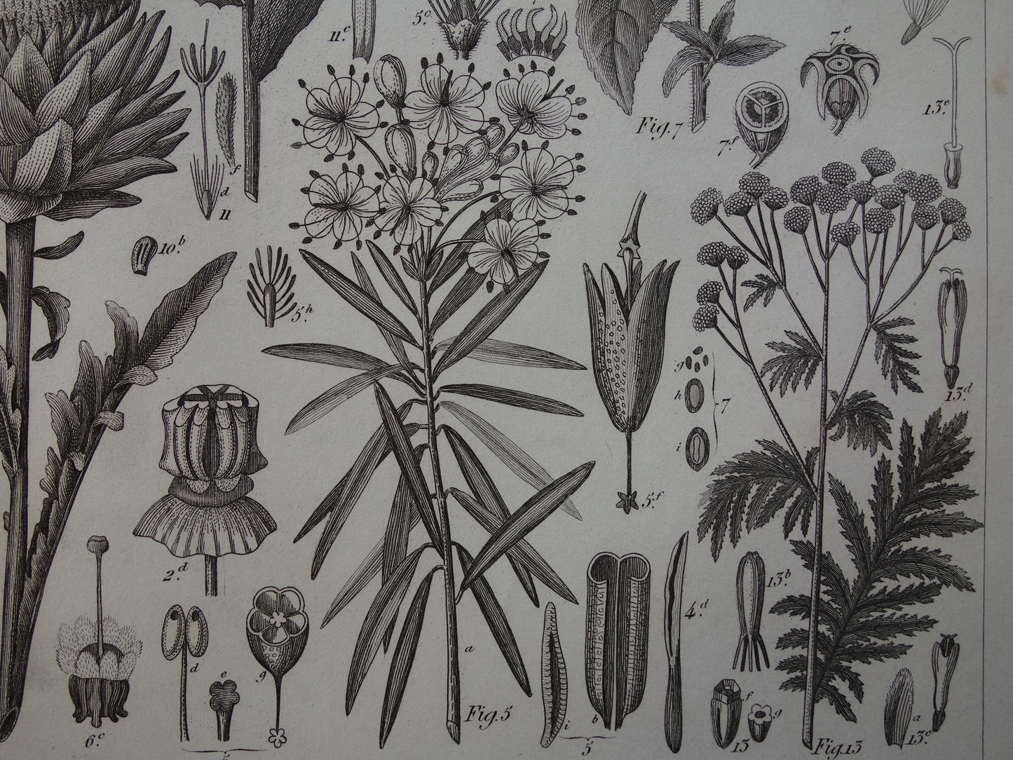 170+ jaar oude botanische print van Artisjok Originele antieke plant illustratie Zijdeplant Boerenwormkruid