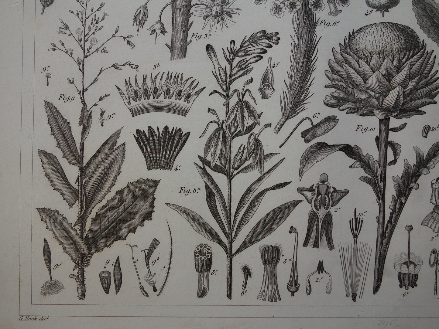 170+ jaar oude botanische print van Artisjok Originele antieke plant illustratie Zijdeplant Boerenwormkruid