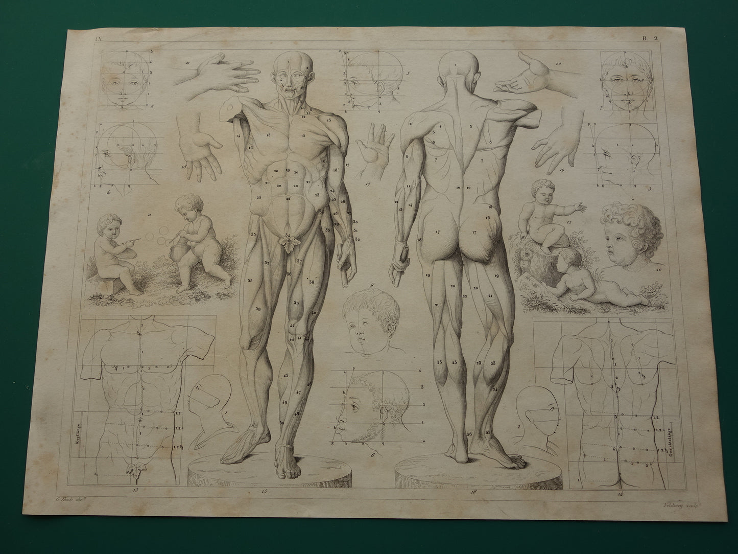 Oude prent over theorie schilderkunst en spieren en proporties van het menselijk lichaam originele antieke illustratie vintage prints