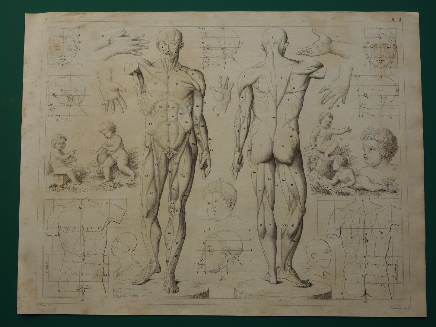 Oude prent over theorie schilderkunst en spieren en proporties van het menselijk lichaam originele antieke illustratie vintage prints