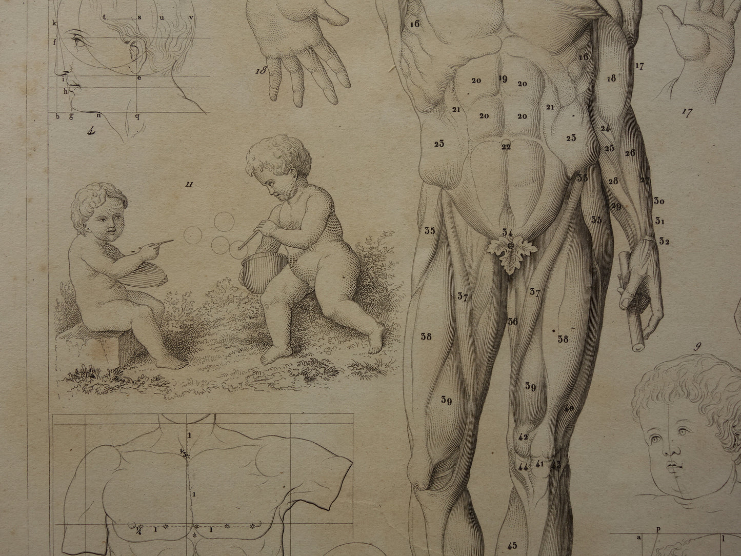 Oude prent over theorie schilderkunst en spieren en proporties van het menselijk lichaam originele antieke illustratie vintage prints