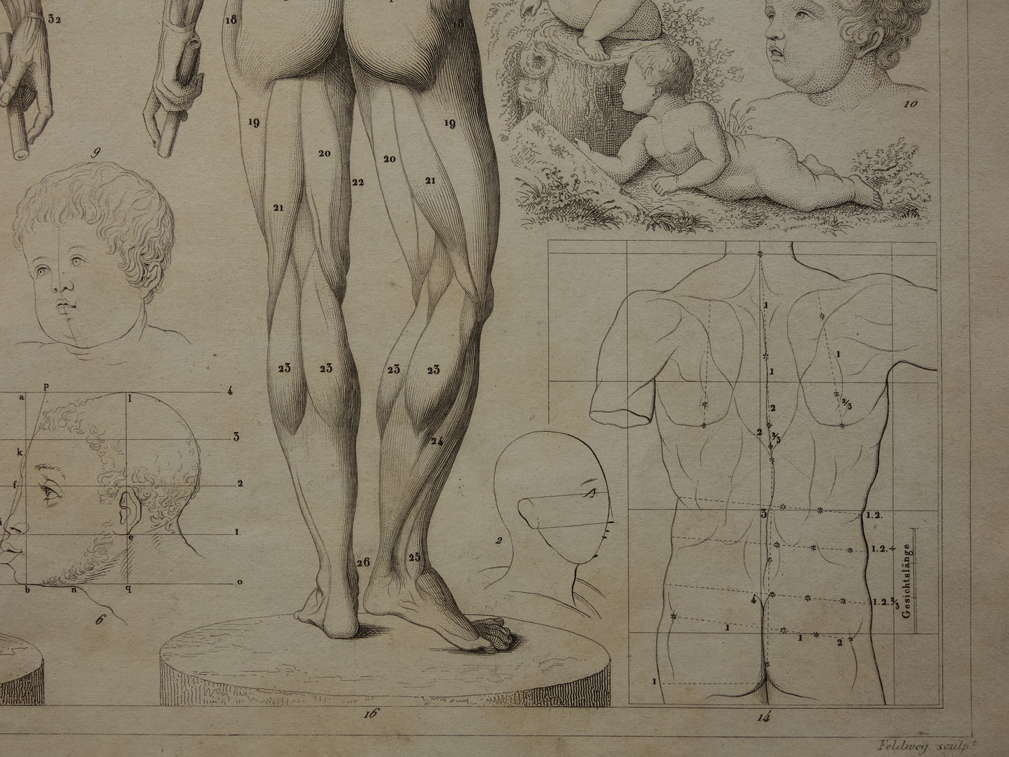 Oude prent over theorie schilderkunst en spieren en proporties van het menselijk lichaam originele antieke illustratie vintage prints