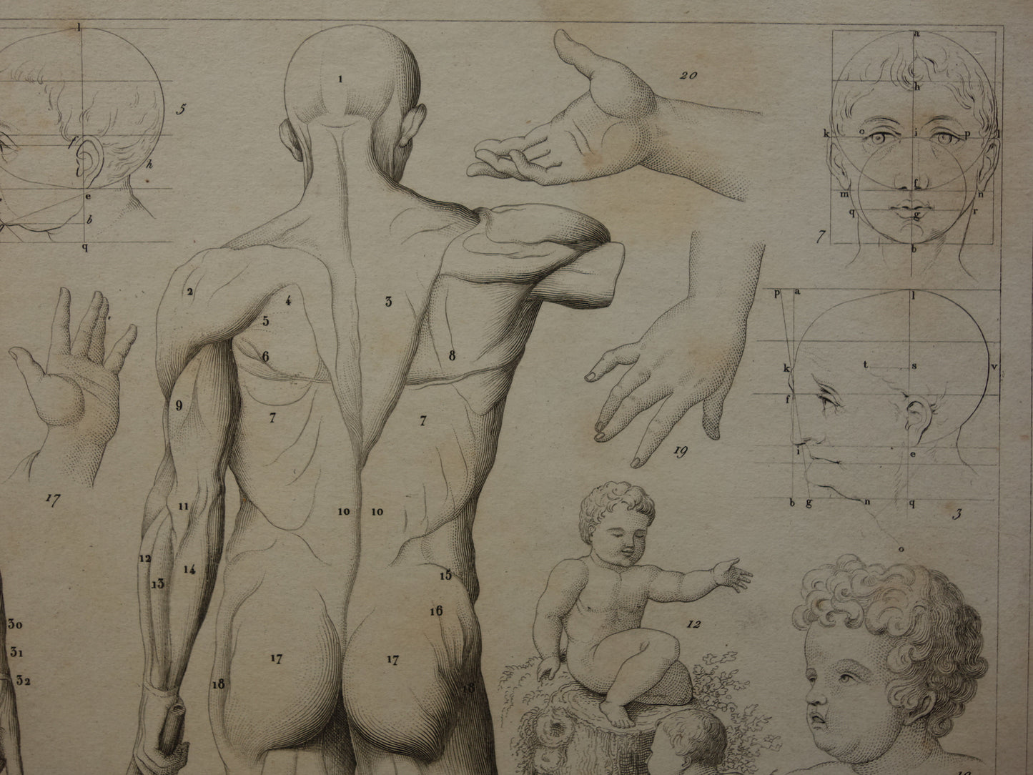 Oude prent over theorie schilderkunst en spieren en proporties van het menselijk lichaam originele antieke illustratie vintage prints