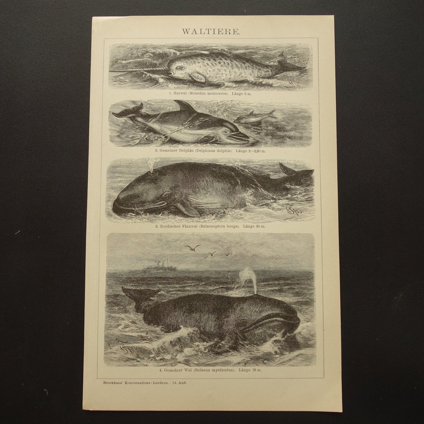 Whale Narwhal Dolphin Sei Whale antique print from 1908 with illustration of Greenland Whales original vintage print