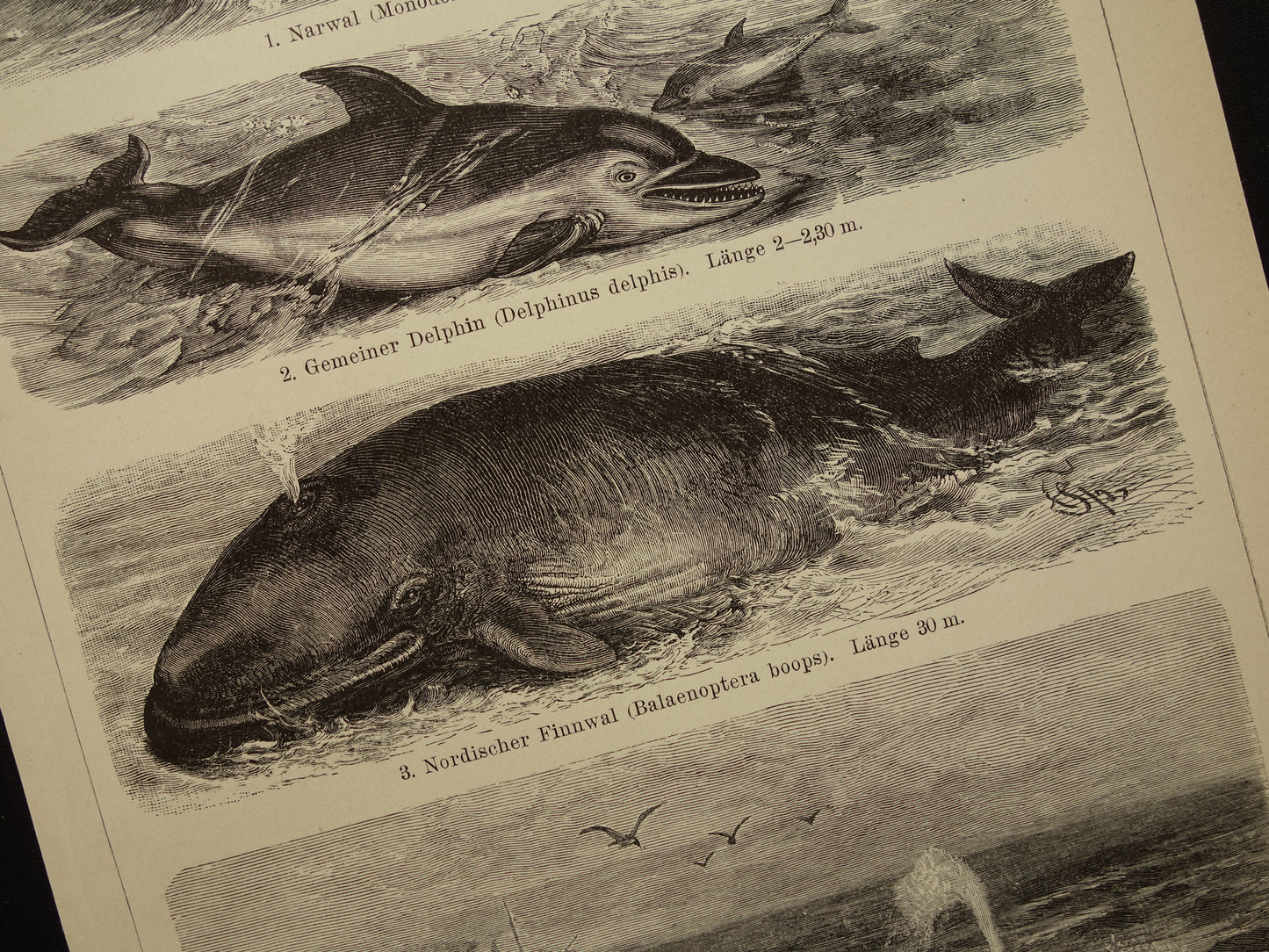 Whale Narwhal Dolphin Sei Whale antique print from 1908 with illustration of Greenland Whales original vintage print