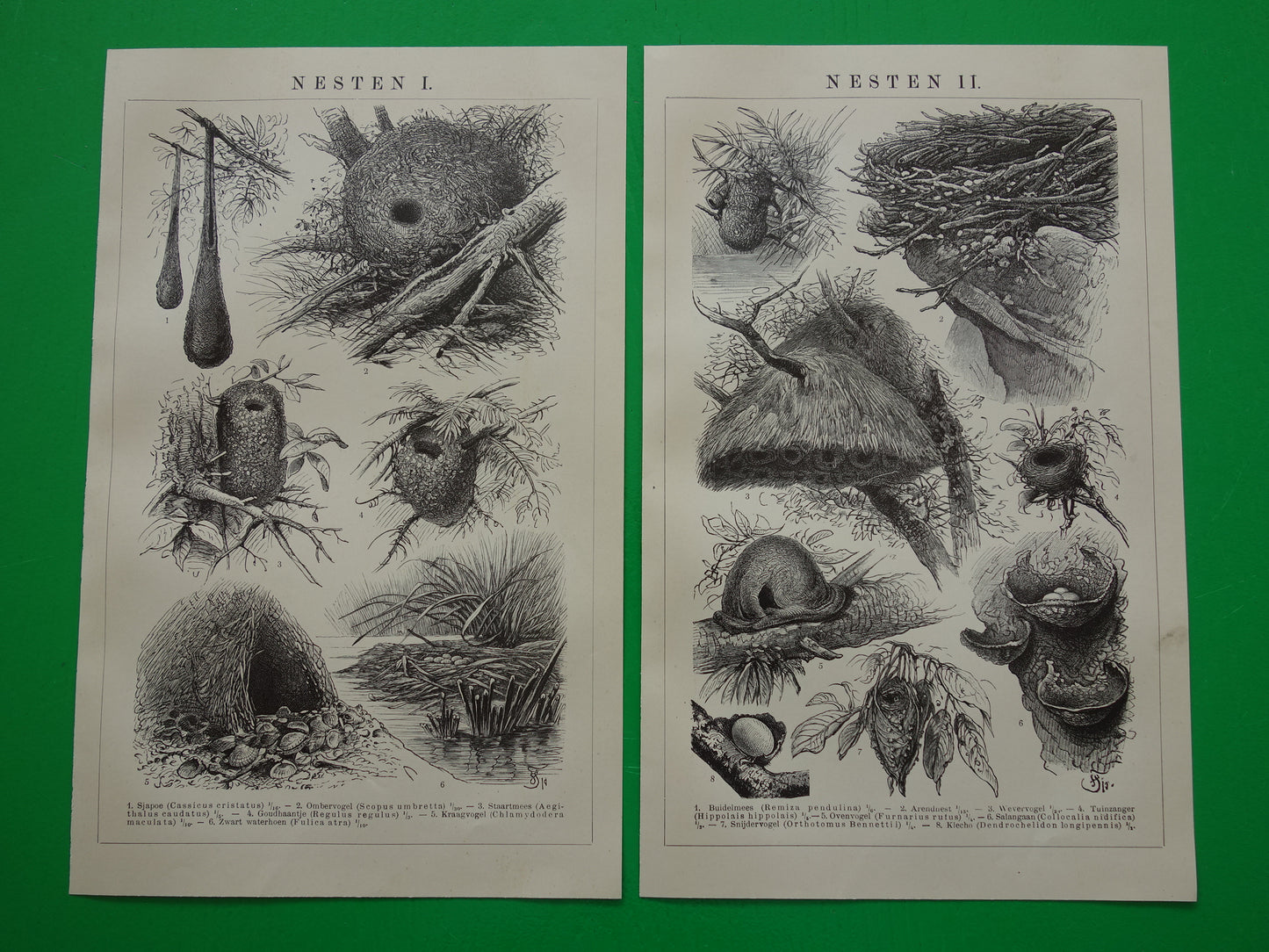 Bird nests old print from 1910 original antique illustration nests nest of birds set of two vintage prints