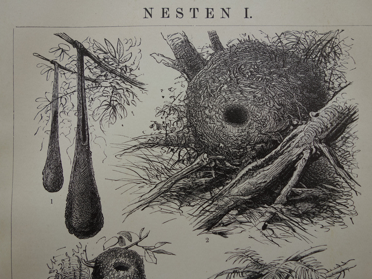 Bird nests old print from 1910 original antique illustration nests nest of birds set of two vintage prints