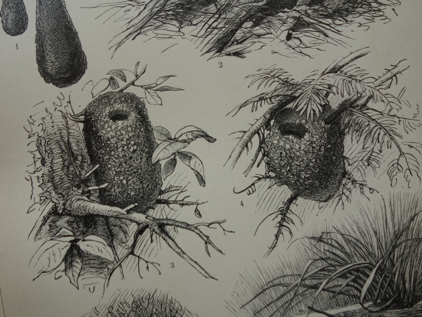 Bird nests old print from 1910 original antique illustration nests nest of birds set of two vintage prints