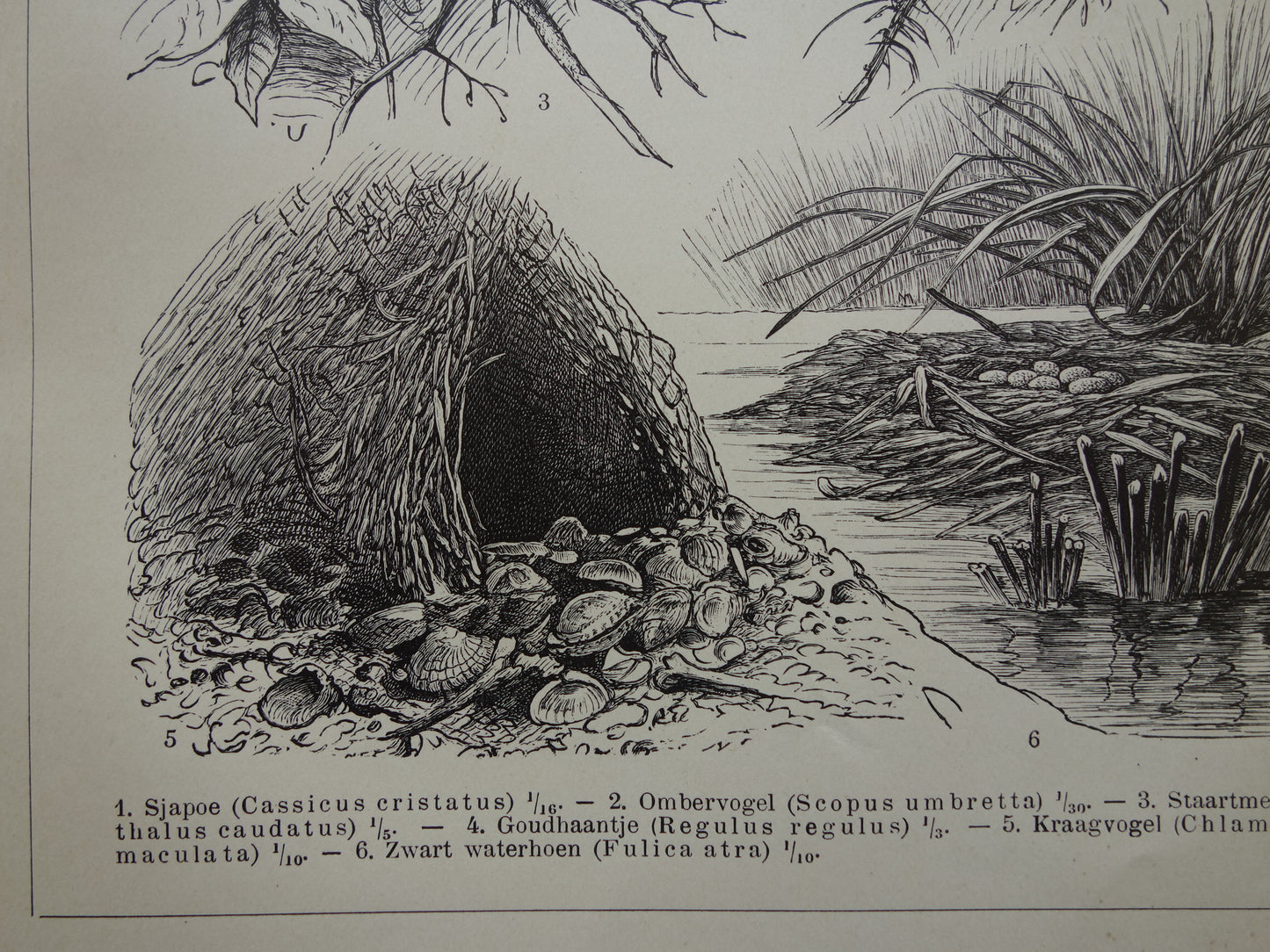 Bird nests old print from 1910 original antique illustration nests nest of birds set of two vintage prints