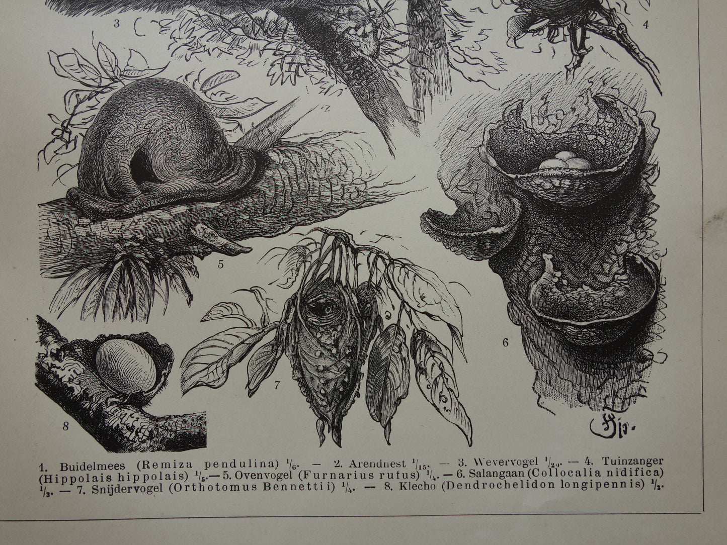 Bird nests old print from 1910 original antique illustration nests nest of birds set of two vintage prints