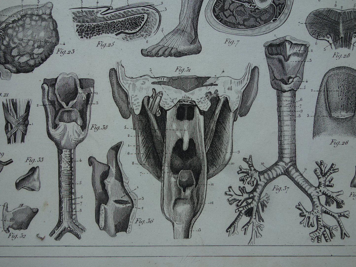 Oude anatomie prent uit 1849 met afbeeldingen van tong luchtpijp keel oude anatomische print splanchnologie aponeurologie