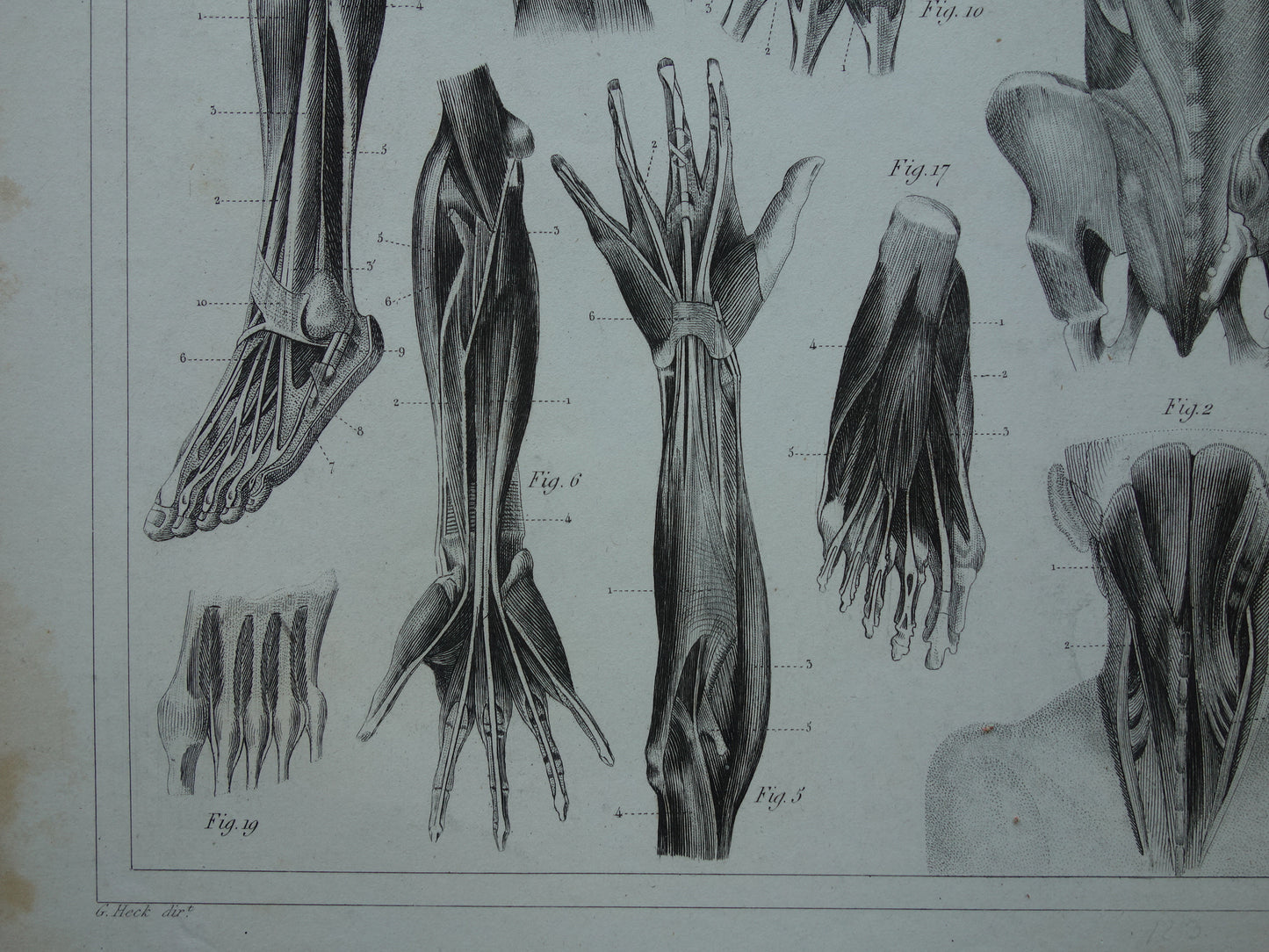Antieke anatomie prent uit 1849 met afbeeldingen van spieren van arm hand been en voet oude print myologie