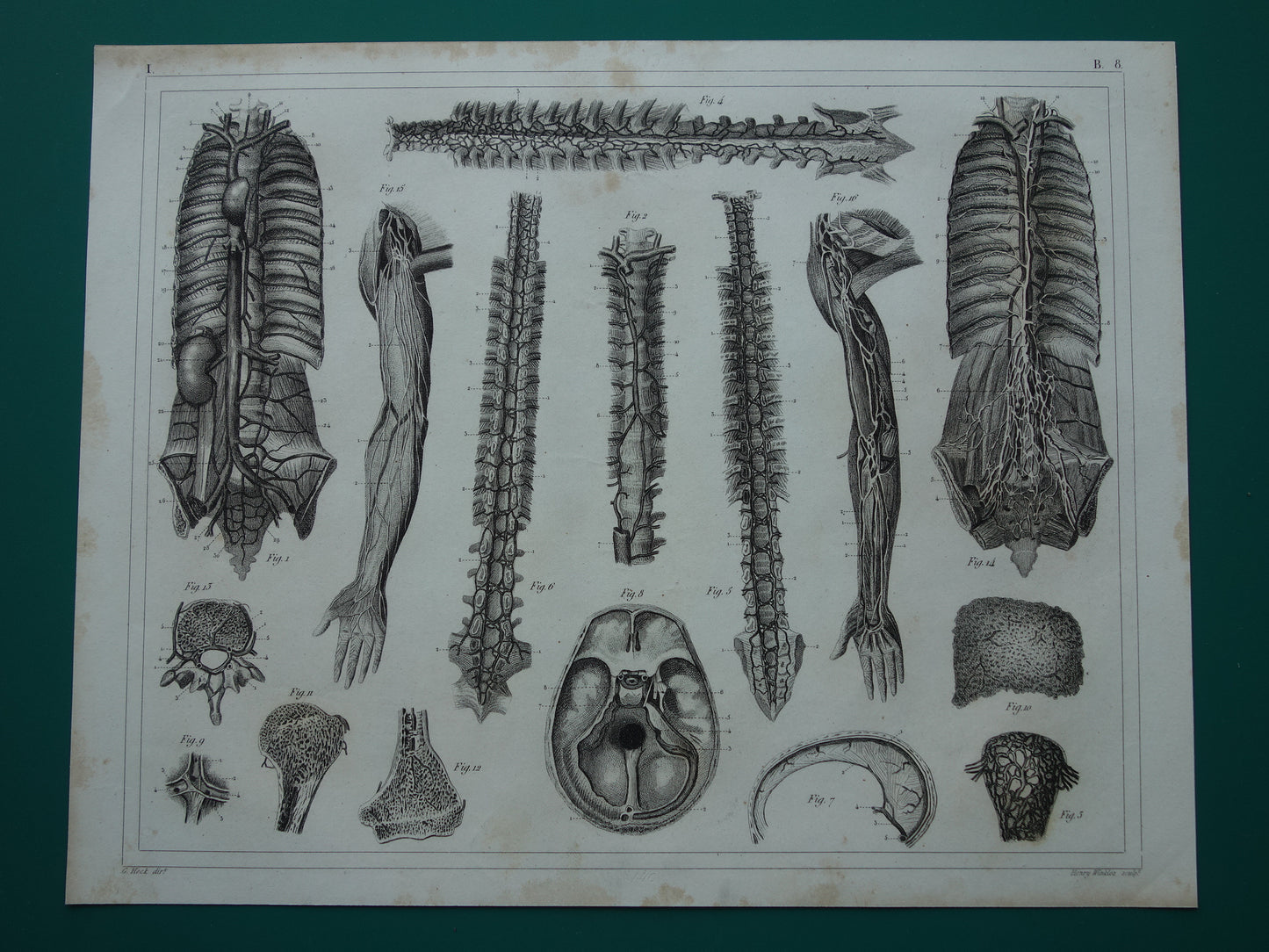 Angiologie Antieke anatomie prent uit 1849 met afbeeldingen van bloedvaten lymfevaten oude print