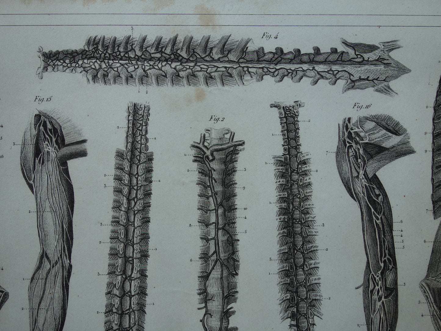 Angiologie Antieke anatomie prent uit 1849 met afbeeldingen van bloedvaten lymfevaten oude print