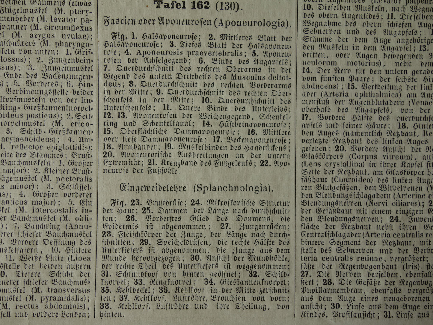 Oude anatomie prent uit 1849 met afbeeldingen van tong luchtpijp keel oude anatomische print splanchnologie aponeurologie