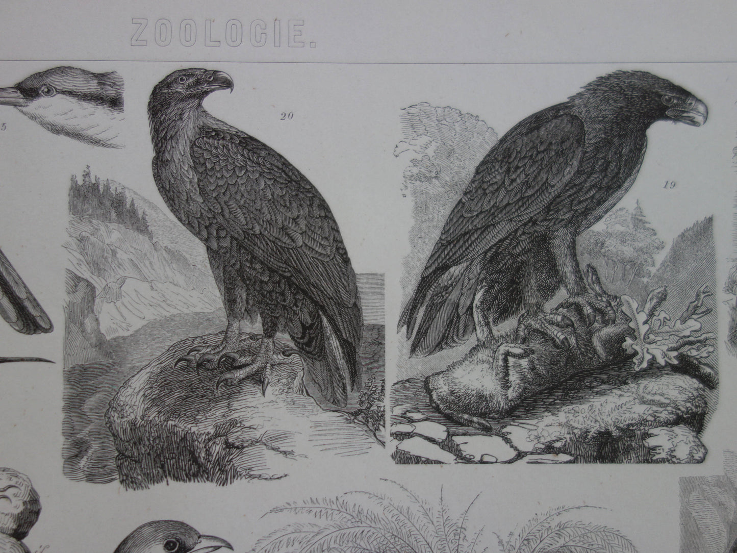 VOGELS oude print uit 1870 originele antieke illustratie van Gier Adelaar Condor Uil Mees Wielewaal Ekster vintage prent