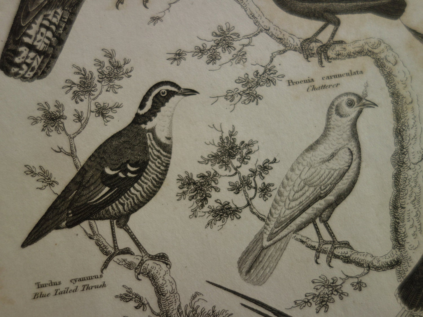 Oude prent van vogels uit 1829 originele antieke print vogelsoorten