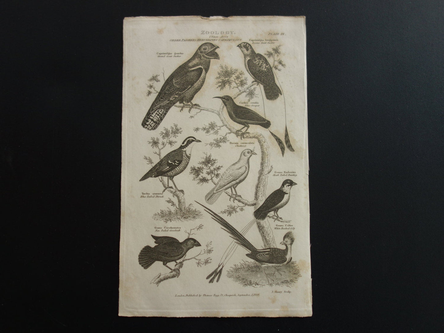 Oude prent van vogels uit 1829 originele antieke print vogelsoorten
