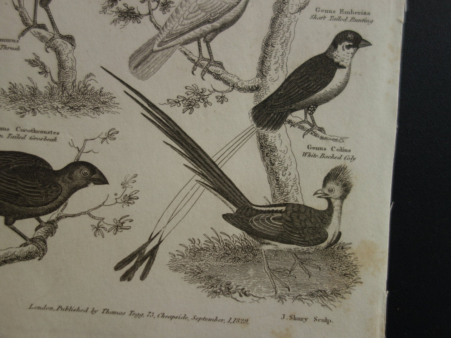 Oude prent van vogels uit 1829 originele antieke print vogelsoorten