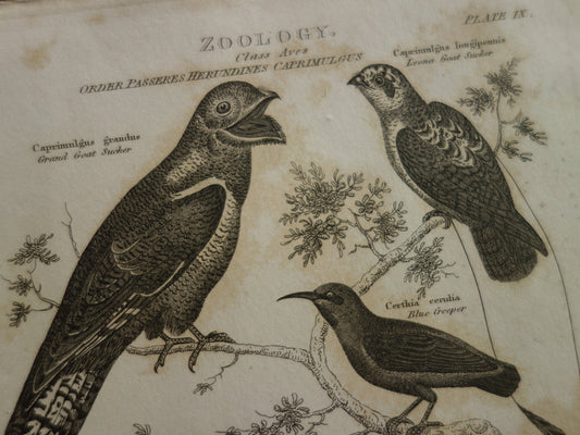 birds antique print Grand Goat Sucker Goat Sucker Blue Creeper Blue Tailed Thrush Chatterer Shaft Tailed Bunting Fan Tailed Grosbeak White Backed Coly