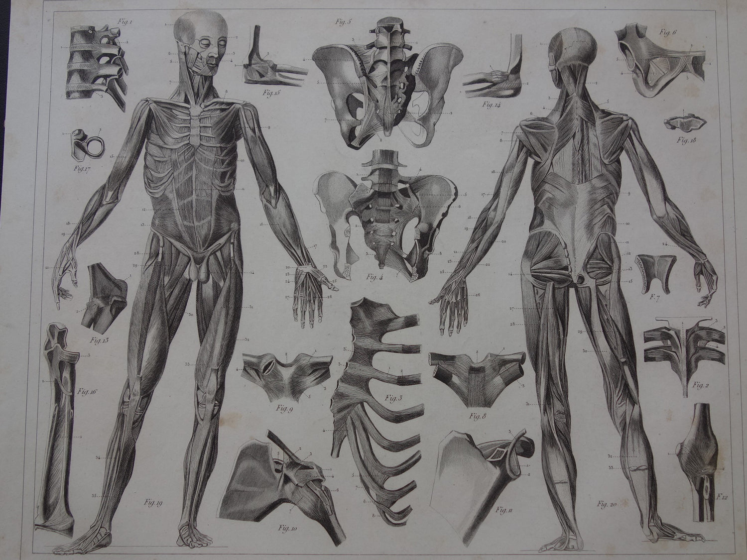 Anatomical Prints