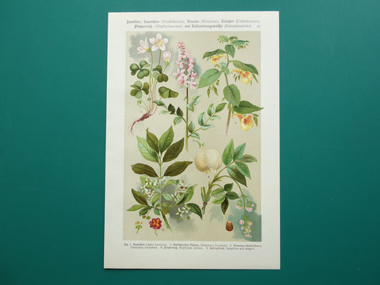 Set van drie oude botanische prenten - 1911 originele antieke bloemen illustratie - 3 vintage bloem prints paars